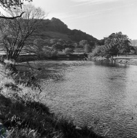 River Swale, Whitecliffe Woods